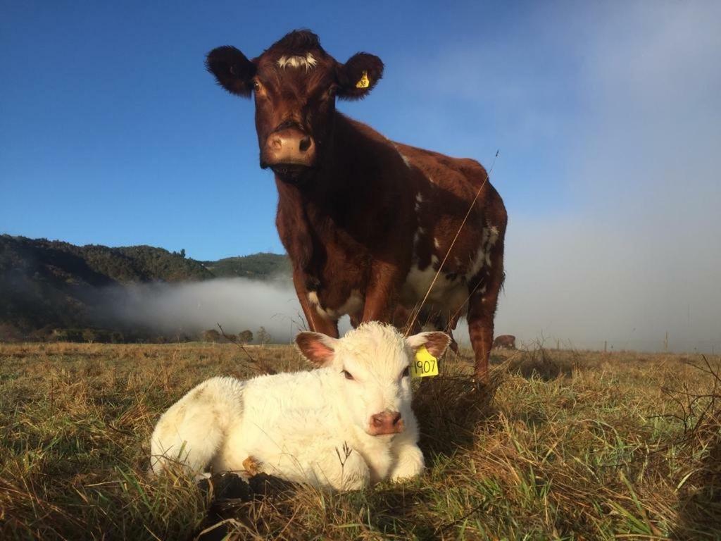 Mohaka River Farm Te Haroto Exterior photo